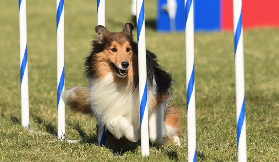 Dog Agility