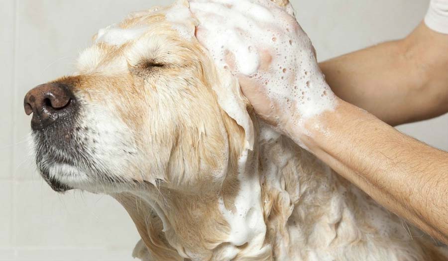 Dog Grooming