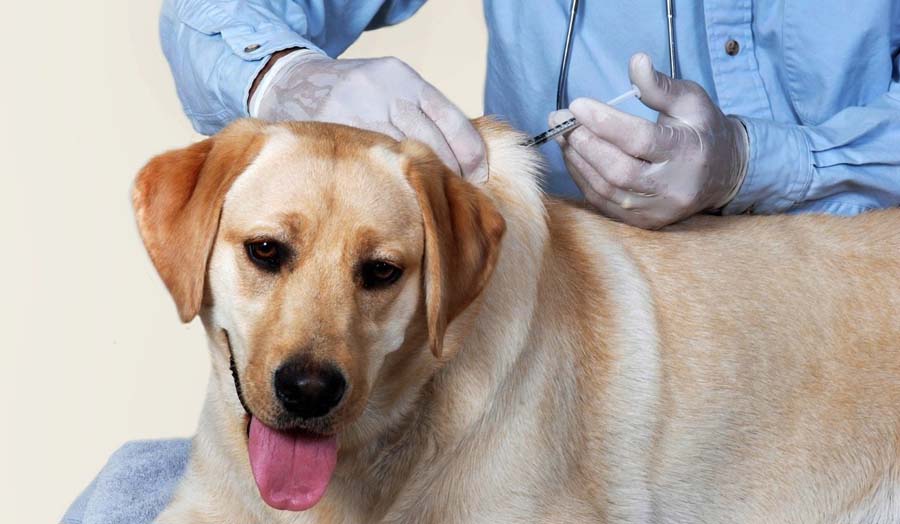 Vaccination and Deworming